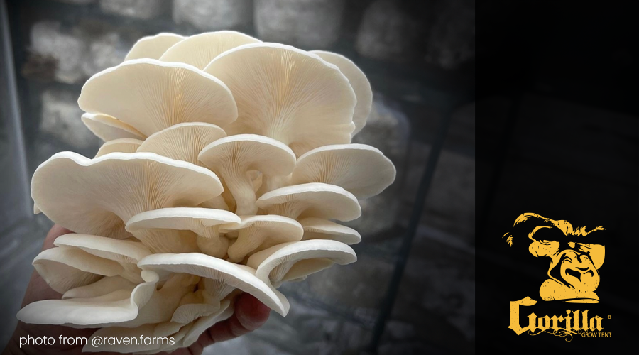 Choosing Straw for Oyster Mushroom Cultivation Blog