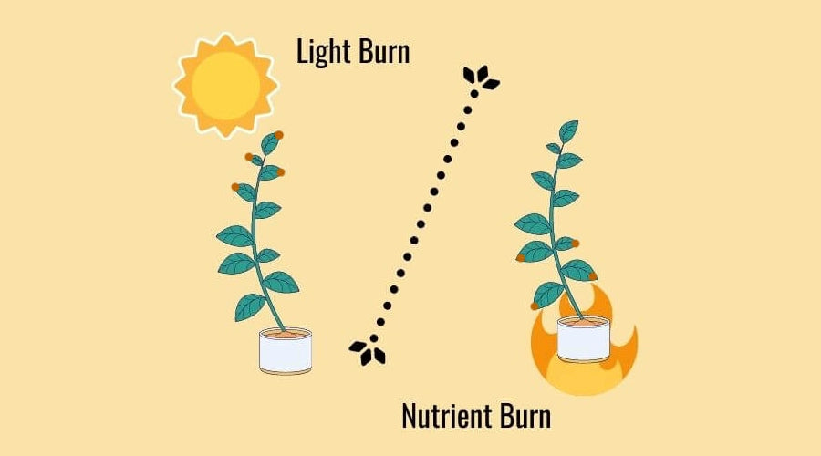 What is Led Light Burn