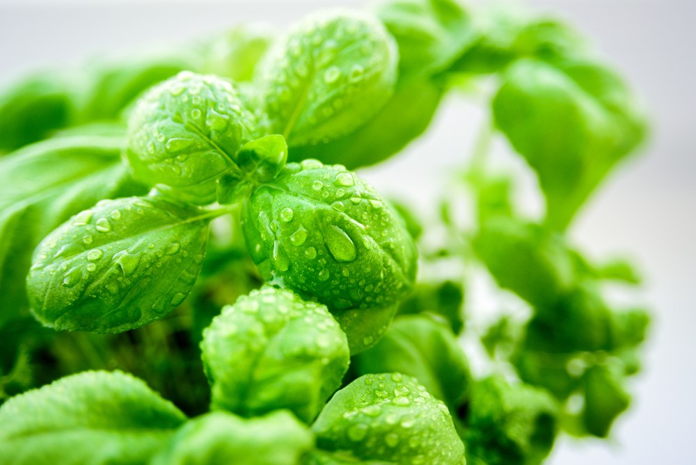 A thriving indoor basil plant growing inside a Gorilla Grow Tent, with lush green leaves basking under full-spectrum LED grow lights.