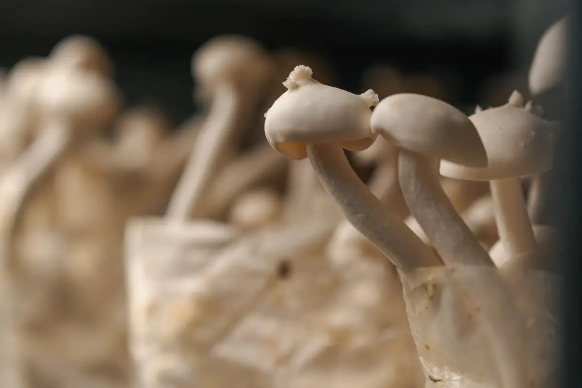 Growing Oyster Mushrooms: A Step-by-Step Guide