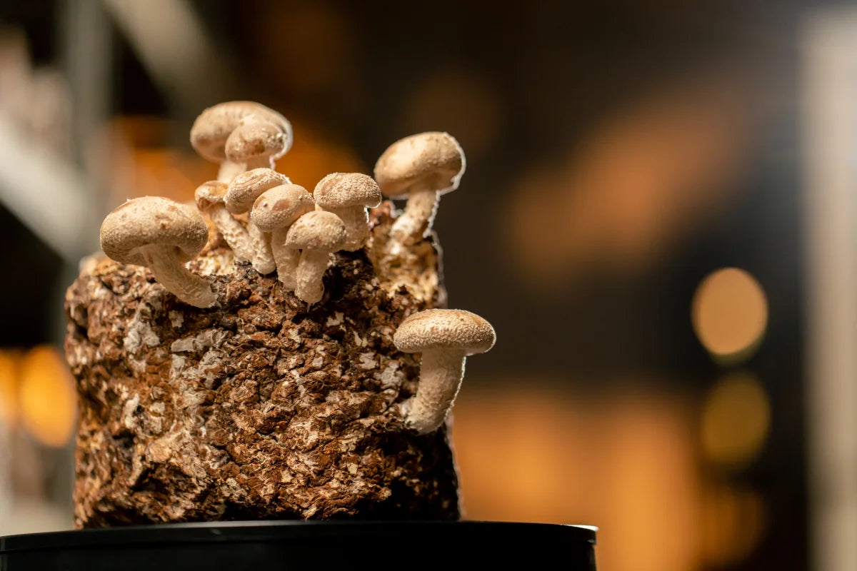 A fresh harvest of homegrown mushrooms, illustrating the process from mycelium growth to fruiting in an indoor setup.