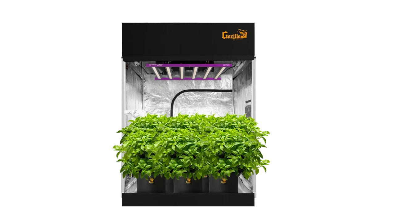 A perfectly optimized indoor grow setup featuring healthy plants under full-spectrum LED lights, with ideal airflow, temperature, and humidity control.