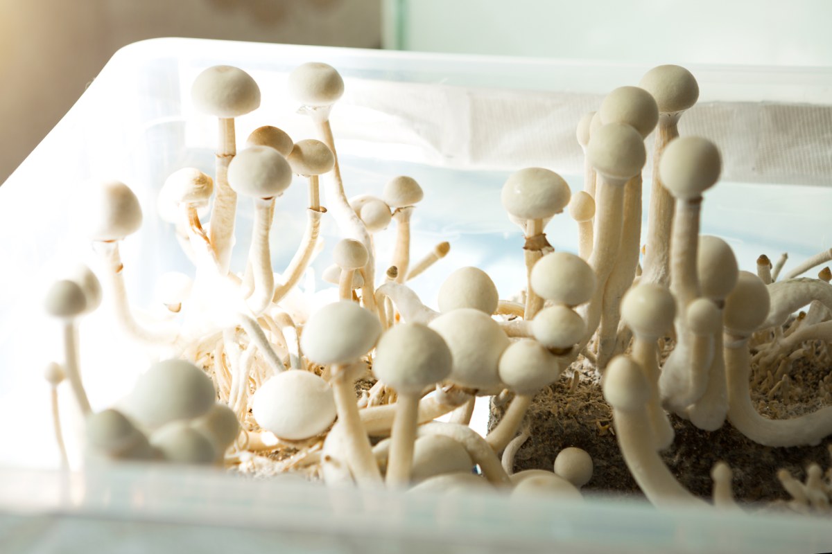 A small cluster of mushrooms growing indoors on a damp bathroom wall, signaling excess moisture and ventilation issues.