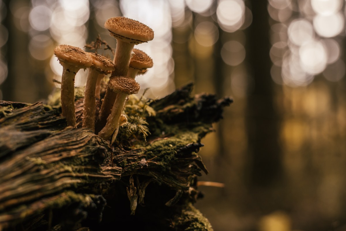 Learn which types of mushrooms grow on specific trees and discover how to cultivate them at home. This guide covers common mushroom varieties and their preferred trees.