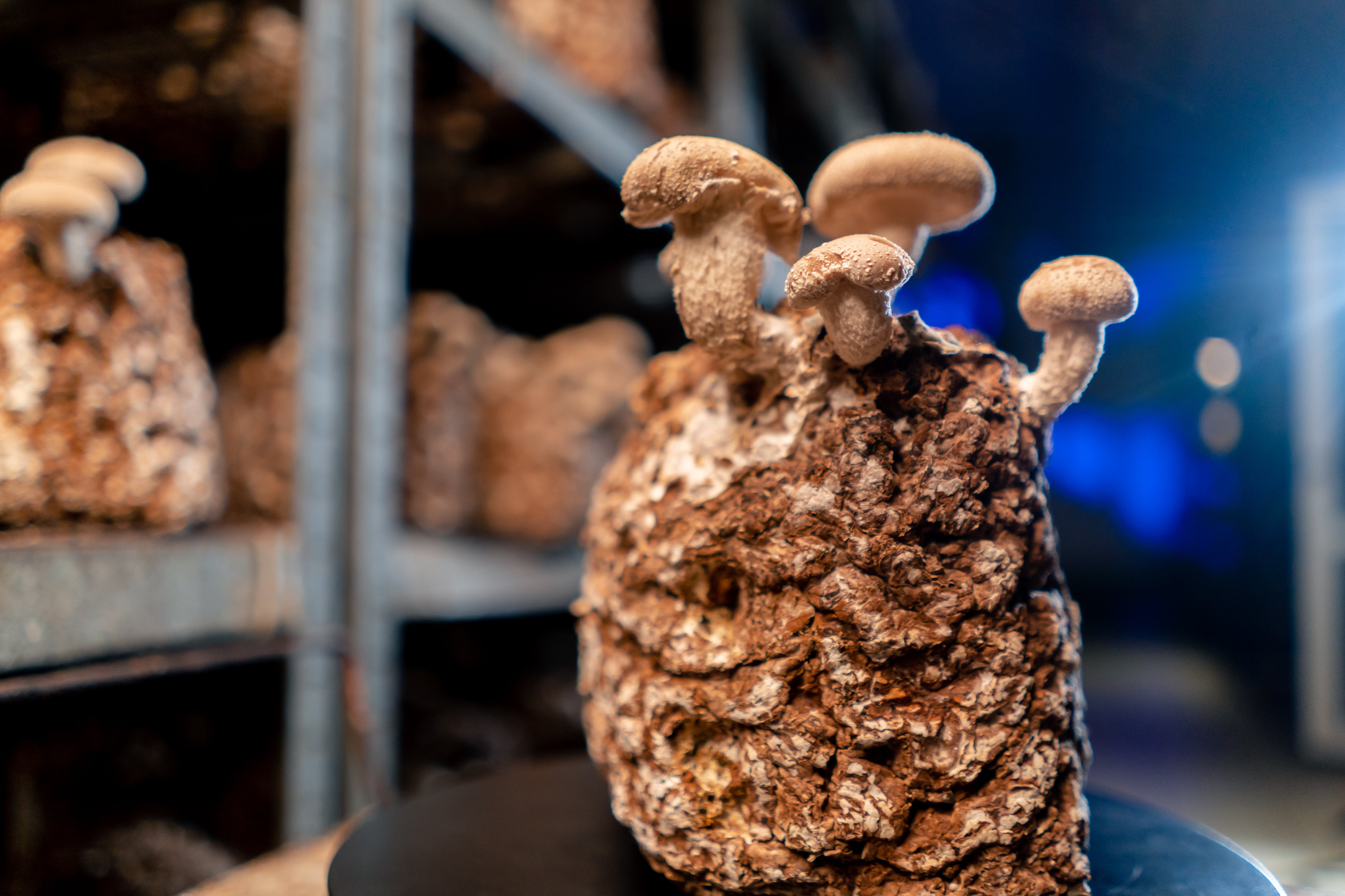 Indoor mushroom growing setup with LED grow lights providing even, indirect light for healthy mushroom fruiting, showcasing vibrant, thriving mushrooms in high-humidity conditions.