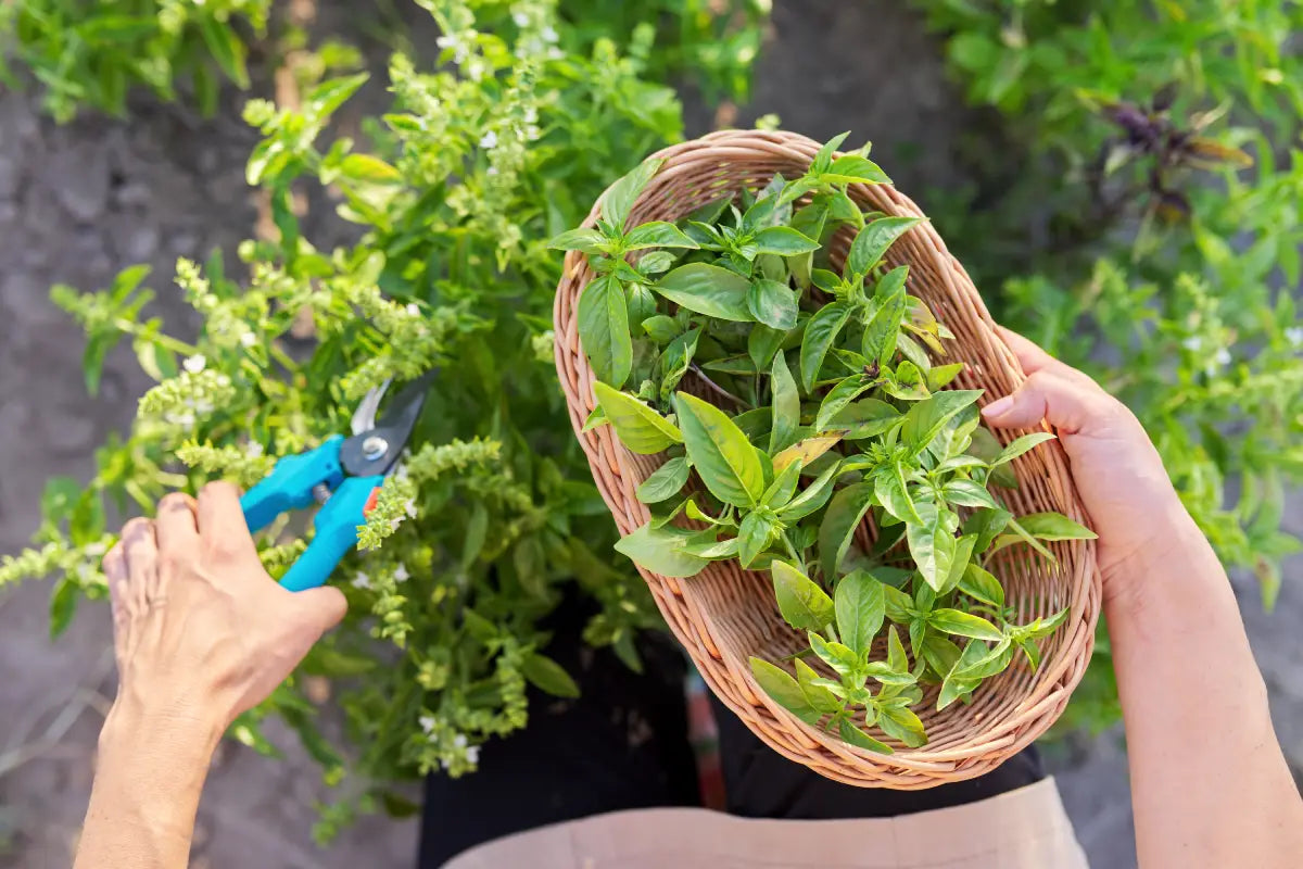 How to Harvest Basil: A Step-by-Step Guide for Continuous Growth