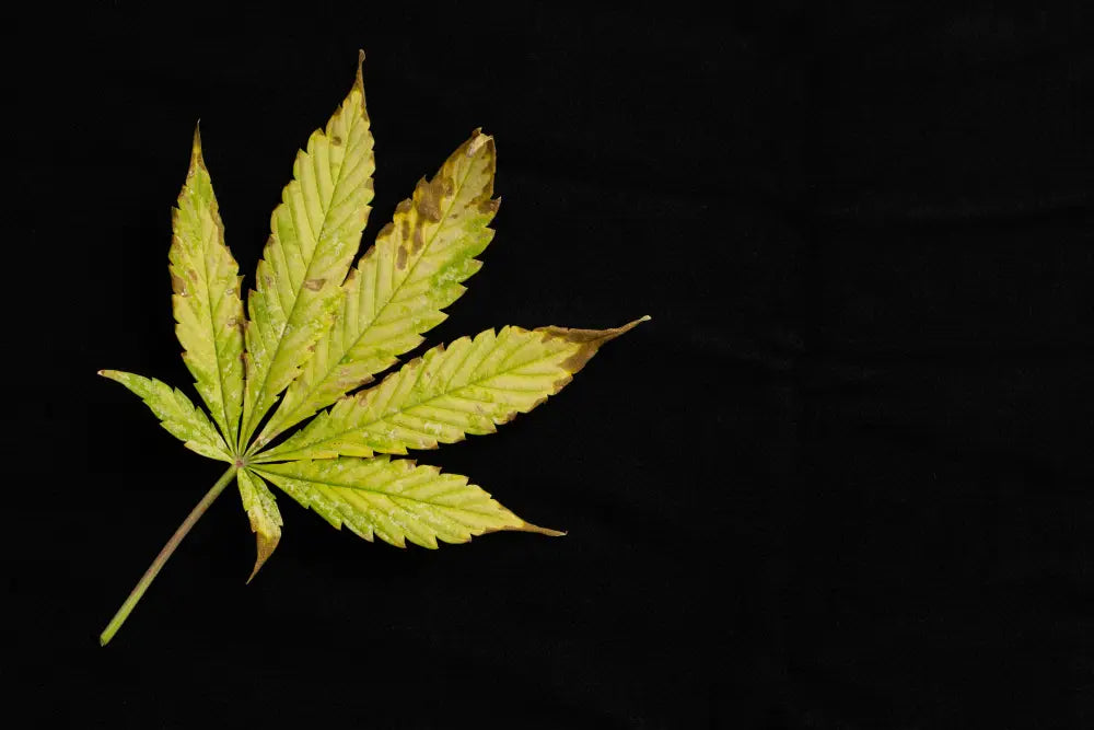 A close-up of a plant affected by nutrient burn, showing yellowed and browning leaf tips, ready for recovery through proper care and nutrient adjustments.