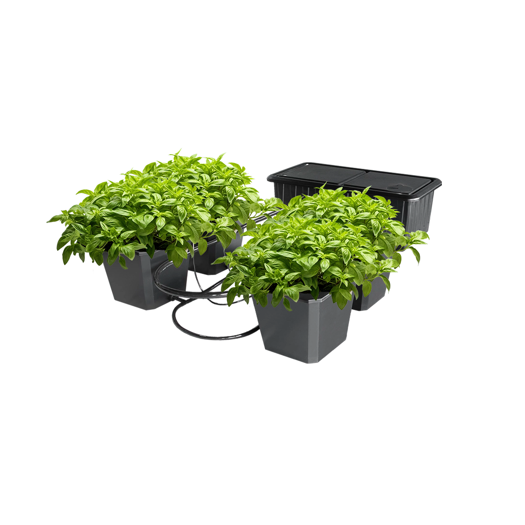 Hydroponic Bucket System