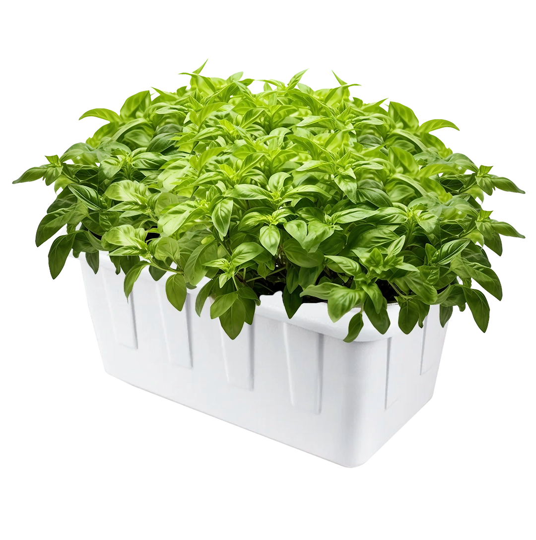 Compact SuperPonics 8 DWC Hydroponic Grow System – faster growth and dual feeding systems.
