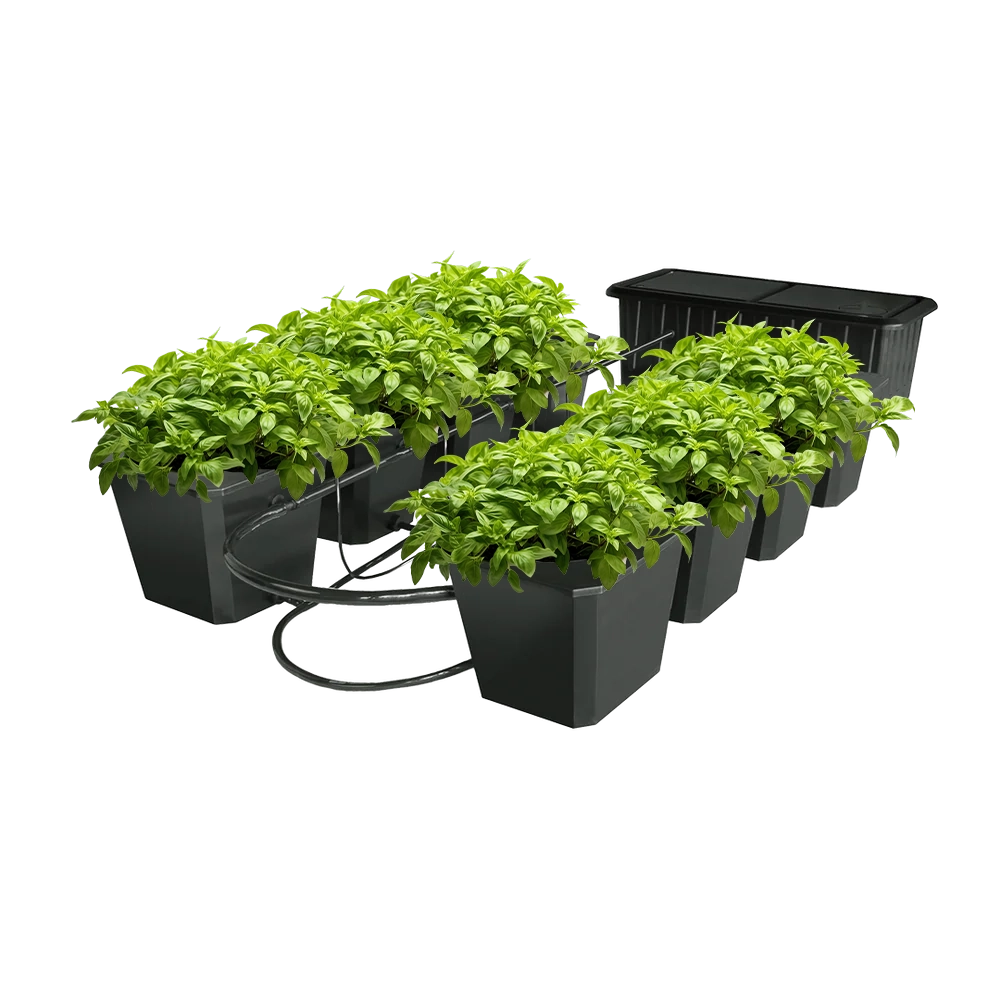 Hydroponic Bucket System