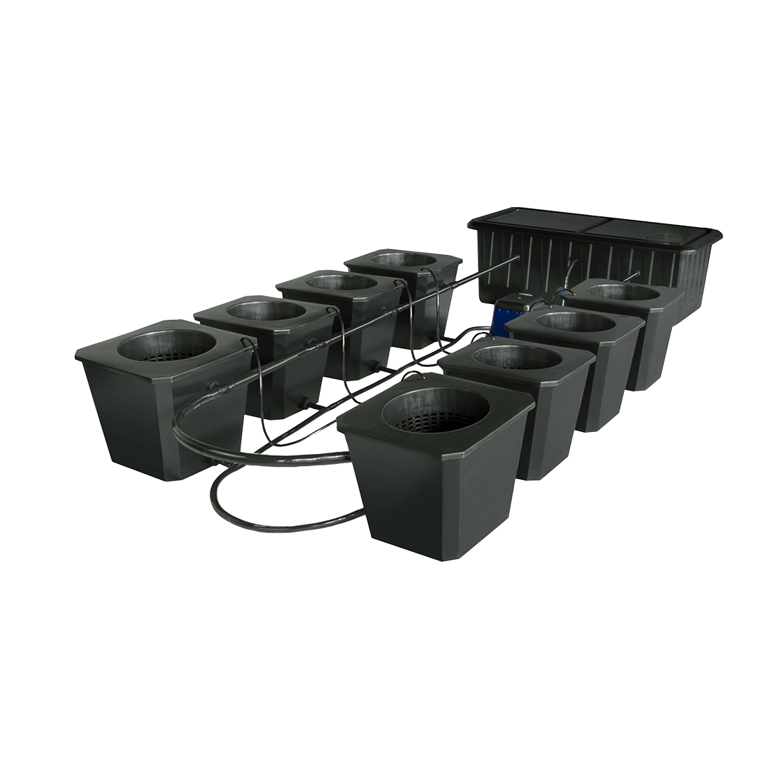 Hydroponic bucket system ensuring optimal nutrient delivery for healthy roots.